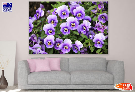 White Purple Pansy Flowers Photograph Print 100% Australian Made