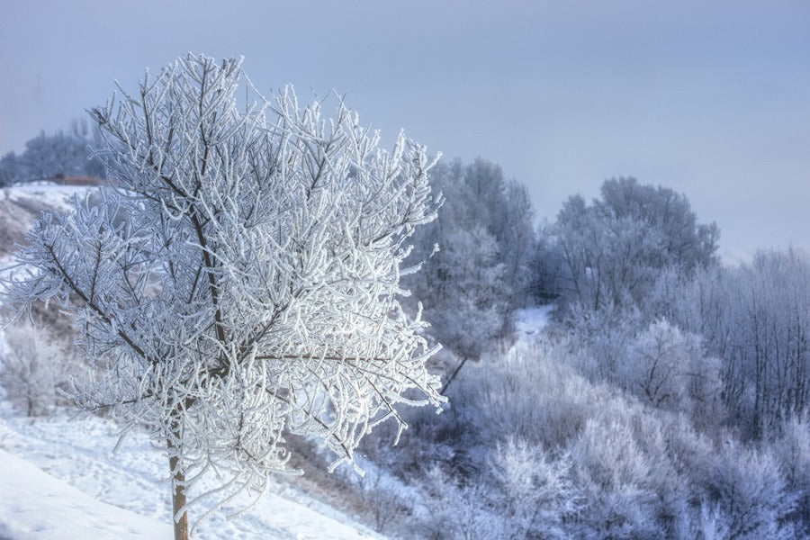 Snow Covered Tree Closeup Photograph Print 100% Australian Made