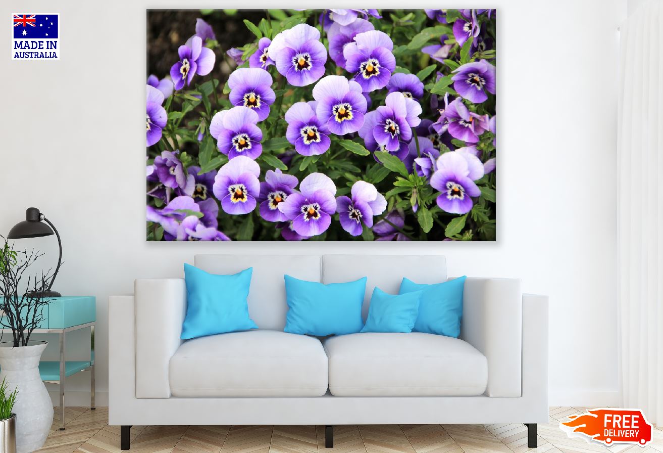 White Purple Pansy Flowers Photograph Print 100% Australian Made