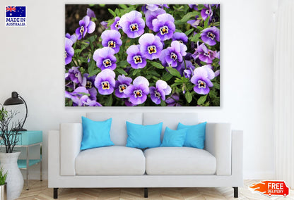 White Purple Pansy Flowers Photograph Print 100% Australian Made