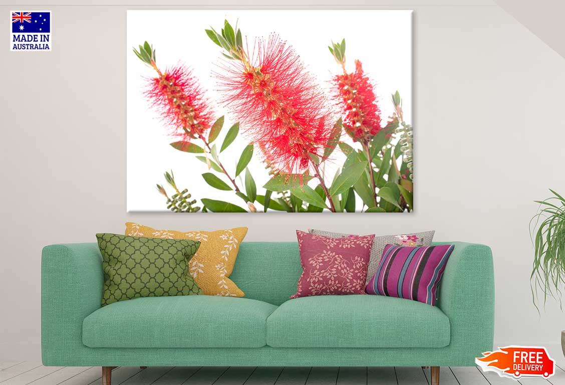 Red Bottlebrush Flowers View Photograph Print 100% Australian Made