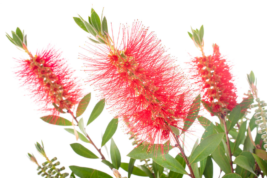 Red Bottlebrush Flowers View Photograph Print 100% Australian Made