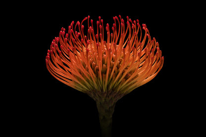 Red Protea Flower on Dark View Photograph Print 100% Australian Made