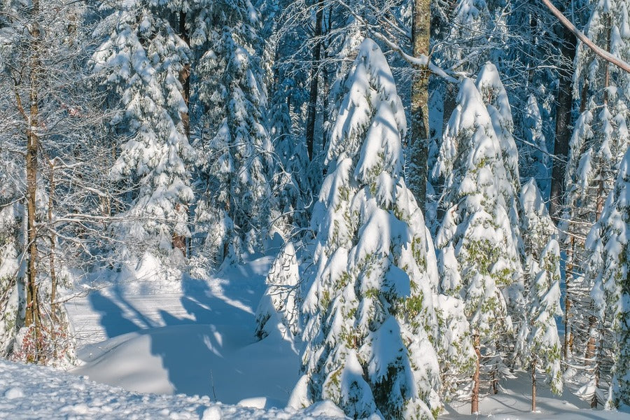 Winter Trees Forest Photograph Print 100% Australian Made