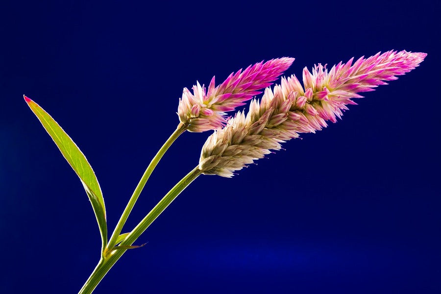 White Pink Celosia Closeup Photograph Print 100% Australian Made