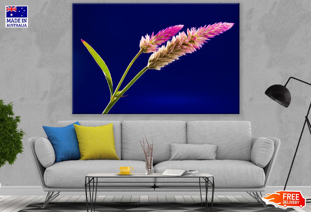 White Pink Celosia Closeup Photograph Print 100% Australian Made