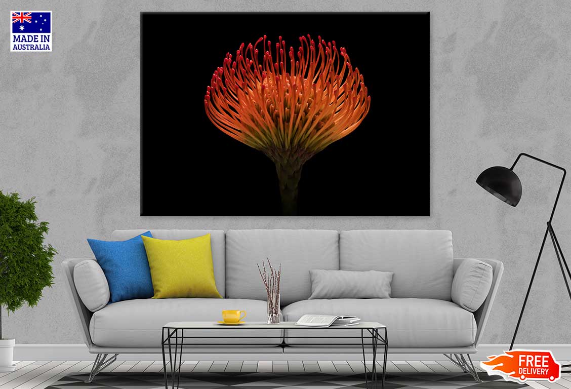 Red Protea Flower on Dark View Photograph Print 100% Australian Made