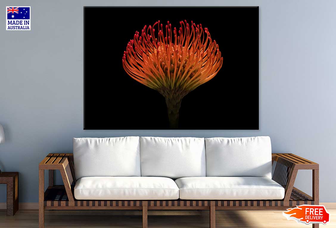 Red Protea Flower on Dark View Photograph Print 100% Australian Made