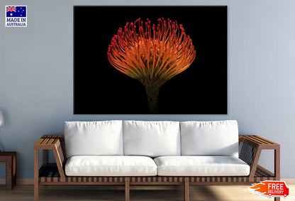 Red Protea Flower on Dark View Photograph Print 100% Australian Made