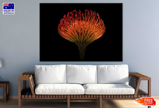 Red Protea Flower on Dark View Photograph Print 100% Australian Made