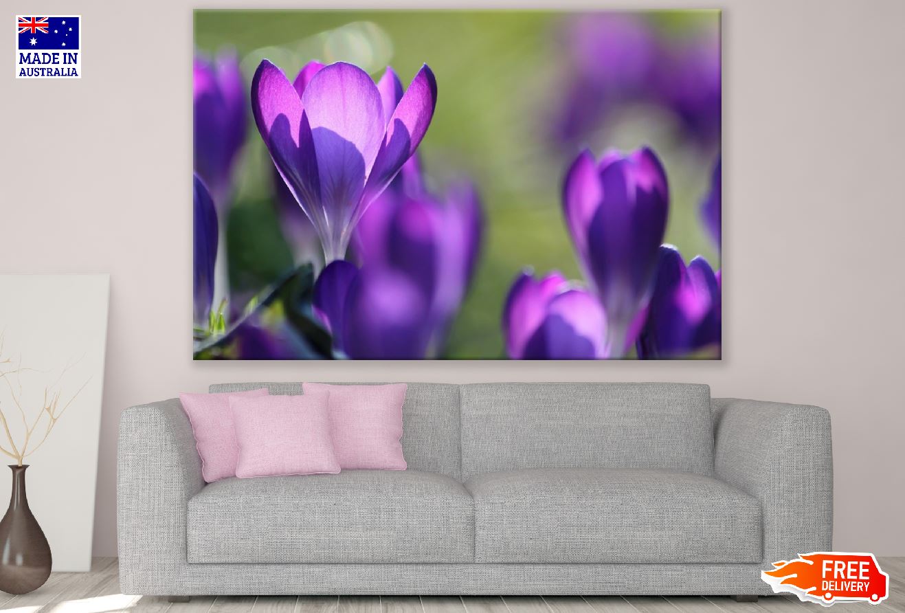 Purple Crocus Flowers Closeup Photograph Print 100% Australian Made