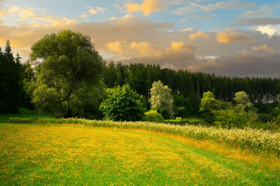 Trees on Flower Field Scenery Photograph Print 100% Australian Made