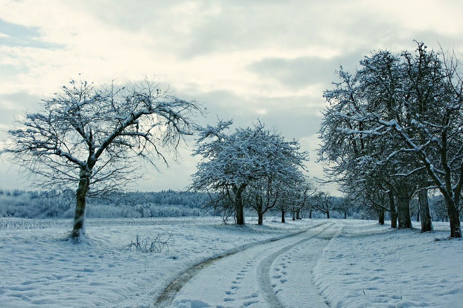 Snow Covered Pathway & Dead Trees Photograph Print 100% Australian Made