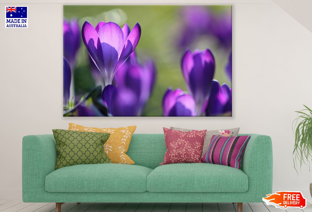 Purple Crocus Flowers Closeup Photograph Print 100% Australian Made