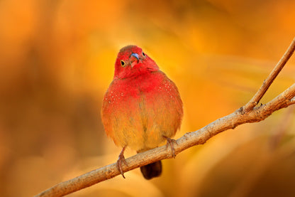 Fire Finch Bird Sitting On a Branch Print 100% Australian Made