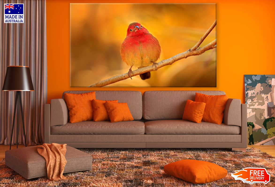 Fire Finch Bird Sitting On a Branch Print 100% Australian Made