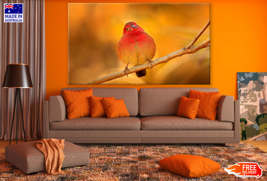 Fire Finch Bird Sitting On a Branch Print 100% Australian Made