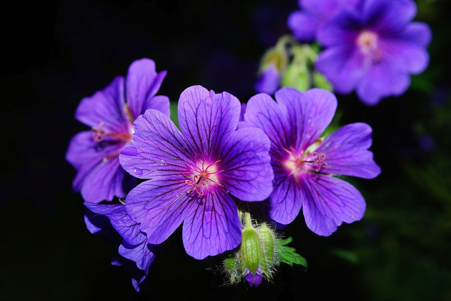 Purple Violet Flowers Closeup Photograph Print 100% Australian Made
