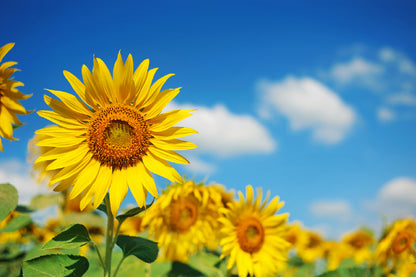 Sunflower Closeup View Photograph Print 100% Australian Made
