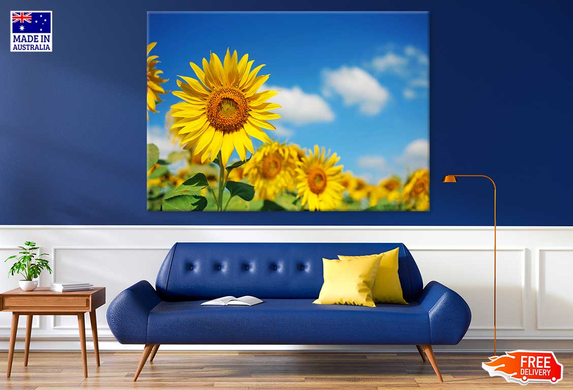 Sunflower Closeup View Photograph Print 100% Australian Made