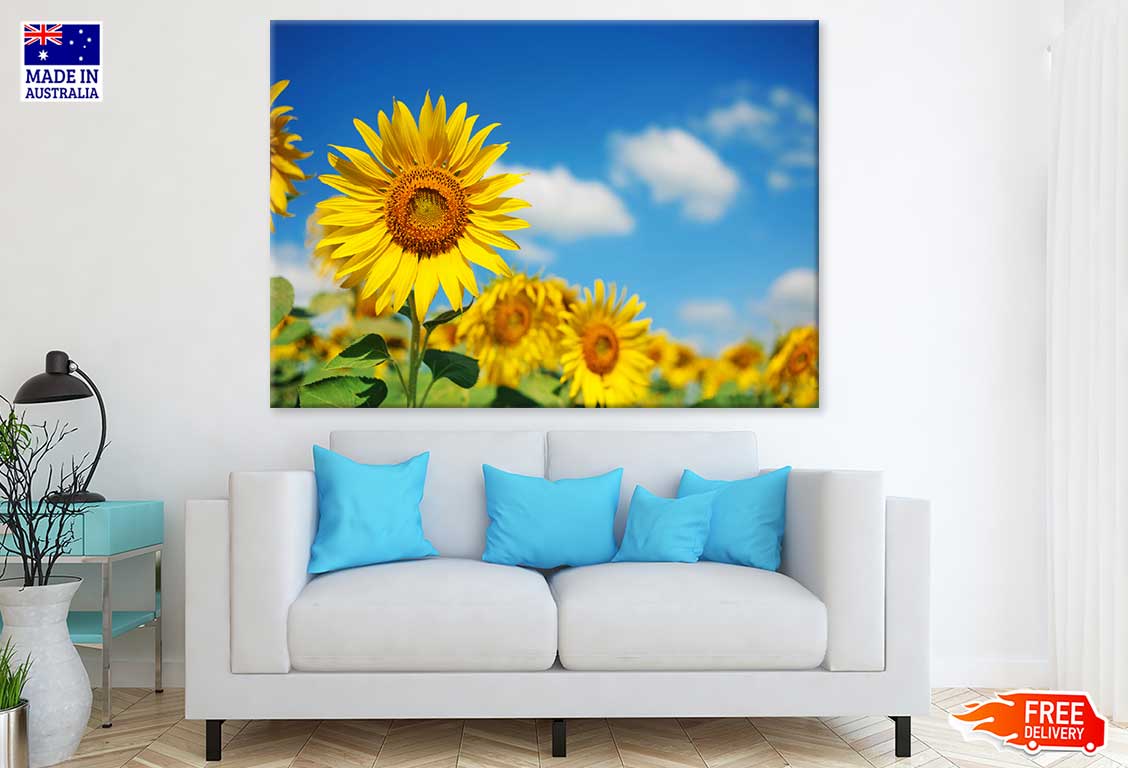 Sunflower Closeup View Photograph Print 100% Australian Made