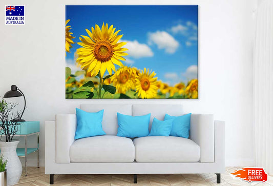 Sunflower Closeup View Photograph Print 100% Australian Made