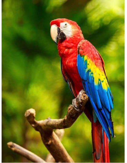 Colourful Macaw Bird Photograph Print 100% Australian Made