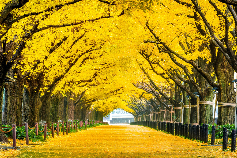 Yellow Flower Trees & Road Photograph Print 100% Australian Made