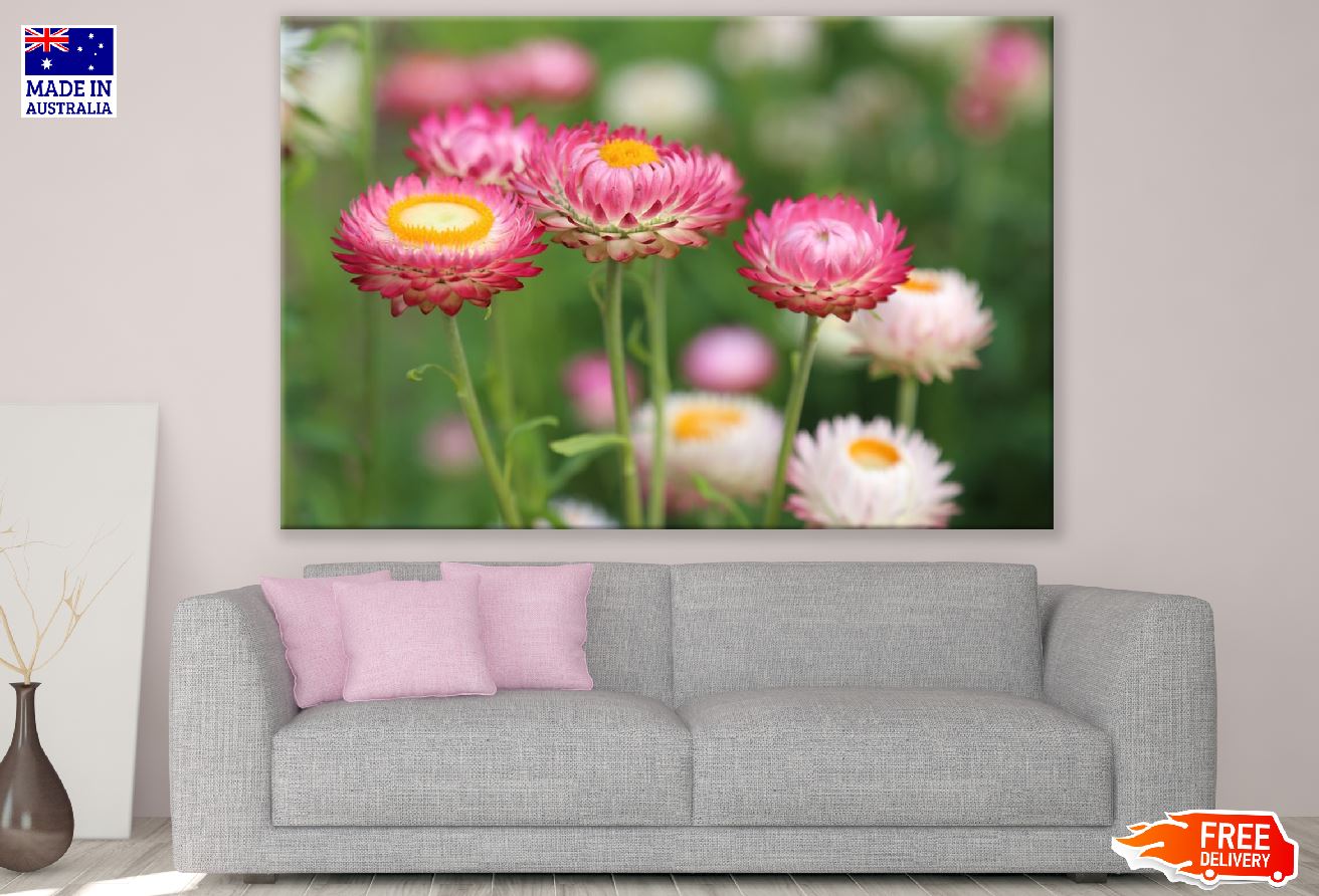 Pink Straw Flowers Photograph Print 100% Australian Made