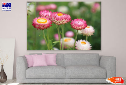 Pink Straw Flowers Photograph Print 100% Australian Made