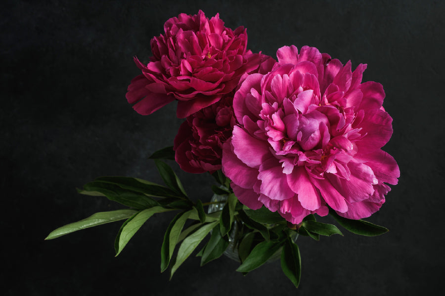 Pink Peony Flowers with Leaves Photograph Print 100% Australian Made
