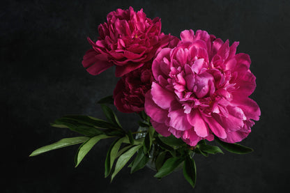 Pink Peony Flowers with Leaves Photograph Print 100% Australian Made