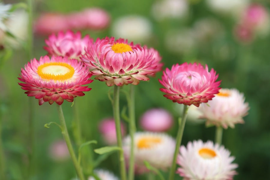 Pink Straw Flowers Photograph Print 100% Australian Made