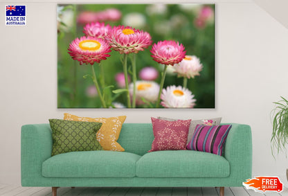 Pink Straw Flowers Photograph Print 100% Australian Made