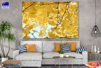 Gingko Tree Leaves View Photograph Print 100% Australian Made