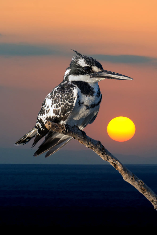 Belted kingfisher on a Branch Sunset Print 100% Australian Made