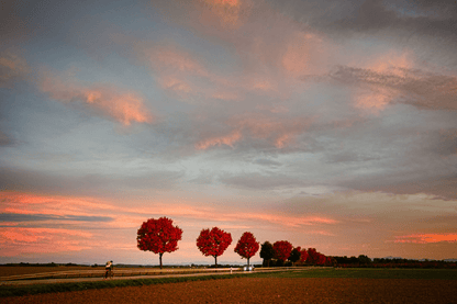 Red Maple Trees & Road Scenery Photograph Print 100% Australian Made