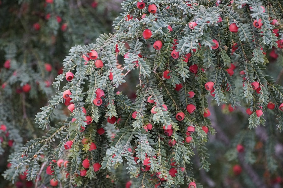 Ripe Red Juniper Berries Tree Photograph Print 100% Australian Made