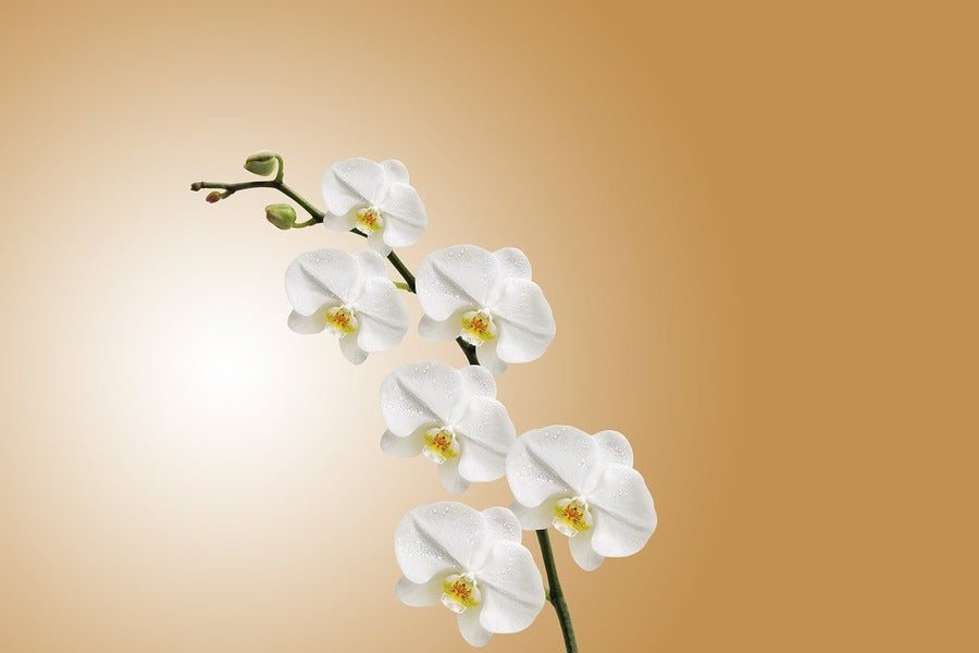 White Orchids Flowers Photograph Print 100% Australian Made