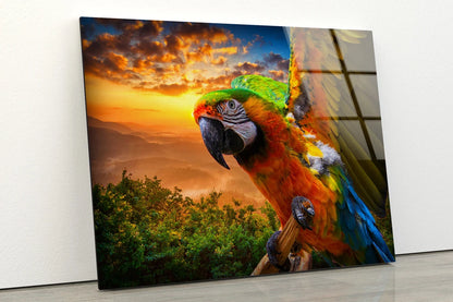 Macaw Parrot Bird Sunset View Photograph Acrylic Glass Print Tempered Glass Wall Art 100% Made in Australia Ready to Hang