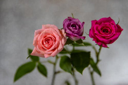 Colorful Rose Flowers Photograph Print 100% Australian Made