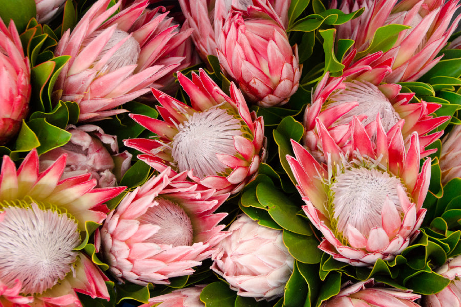 Pink Protea Flowers View Photograph Print 100% Australian Made