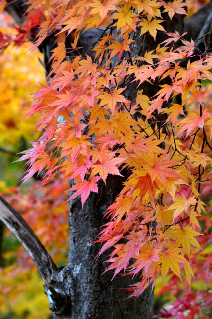 Orange Pink Maple Leaves View Photograph Home Decor Premium Quality Poster Print Choose Your Sizes