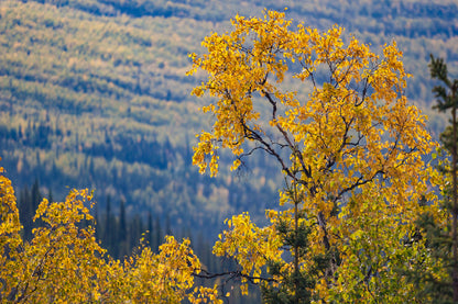 Yellow Birch Tree Leaves Branch View Photograph Print 100% Australian Made