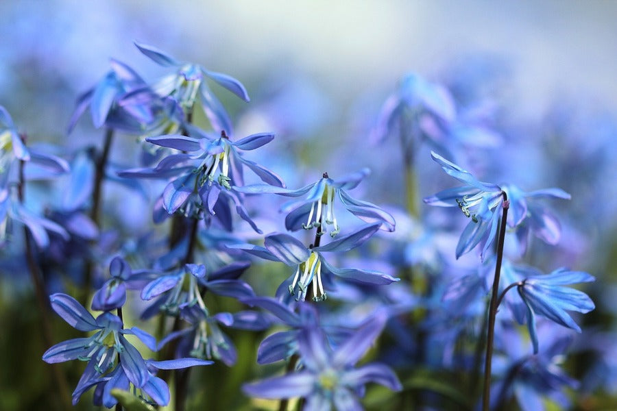 Blue Scilla Flowers Photograph Print 100% Australian Made