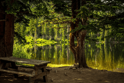 Forest with Lake Photograph Print 100% Australian Made