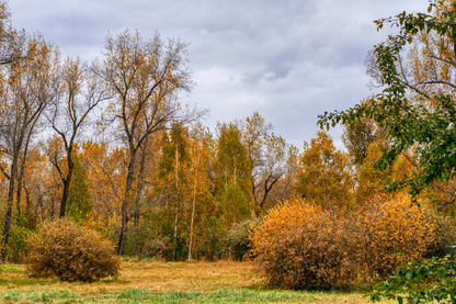 Autumn Forest Scenery Photograph Print 100% Australian Made