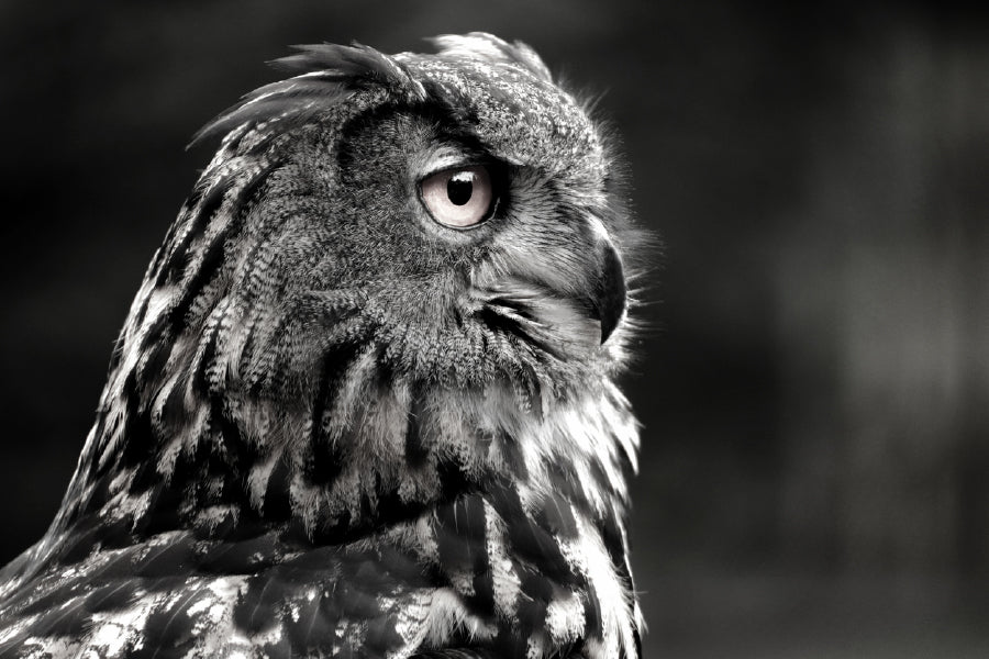 Owl Face Side View B&W Photograph Print 100% Australian Made