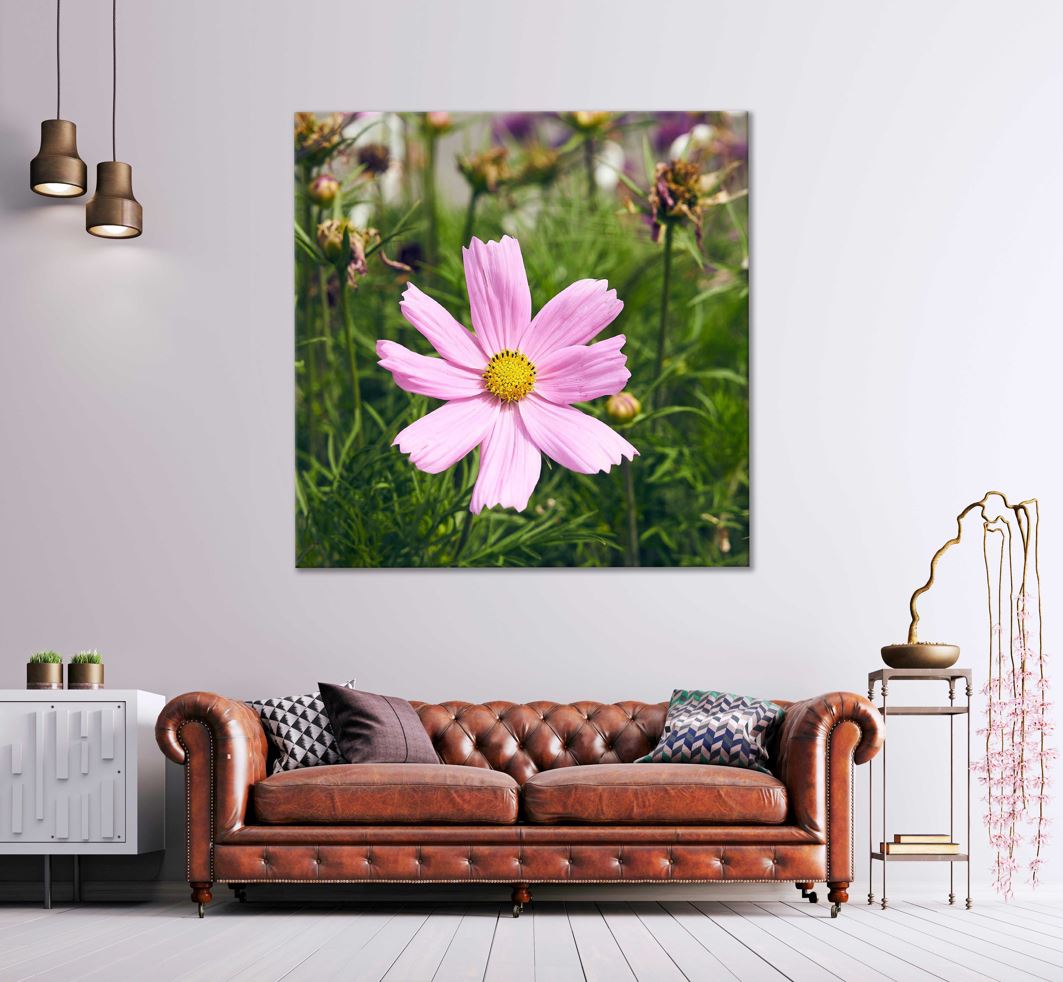 Square Canvas Pink Cosmos View Photograph High Quality Print 100% Australian Made