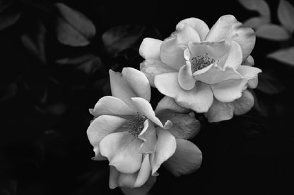 Blossom Flowers Closeup B&W View Photograph Home Decor Premium Quality Poster Print Choose Your Sizes